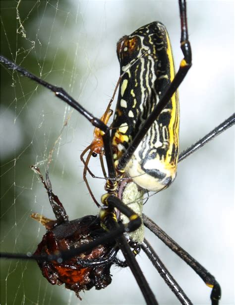 The northern black widow can only be found in the panhandle area of the state, and makes its web on low tree branches. File:Giant Wood Spider Nephila pilipes mating. Melghat ...