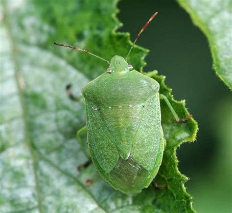 22 Green Bugs That Look Like Leaves Indoor Garden Web