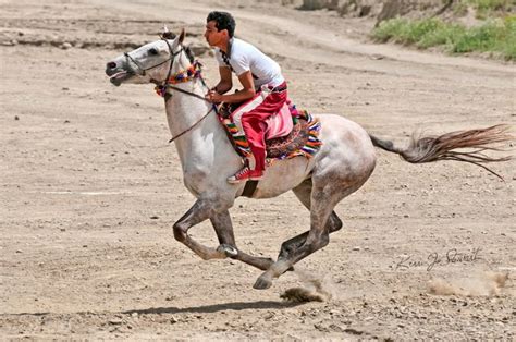 iranian turkmen horse