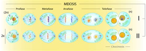 Fundamentos De Biología Celular Ciclo Celular