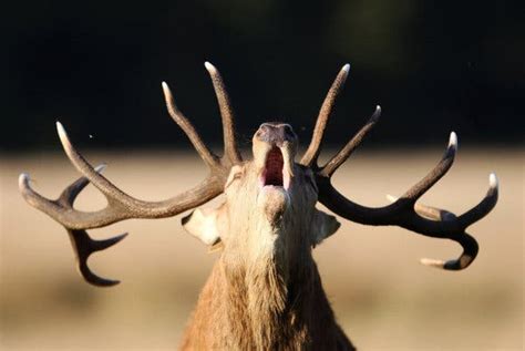 Deer Antlers Couldnt Grow So Fast Without These Genes The New York Times