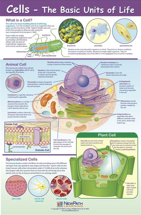 Cells Poster Print For Shelf Work Biology Worksheet Biology