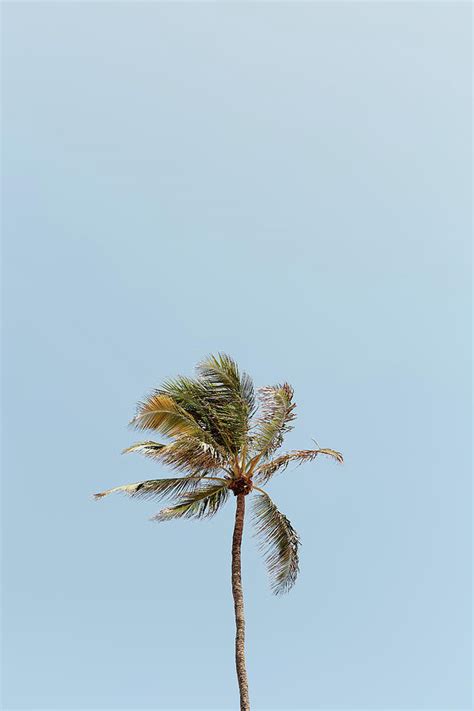 Minimal Summer Palm Tree Photograph By Luciano Kim Pixels