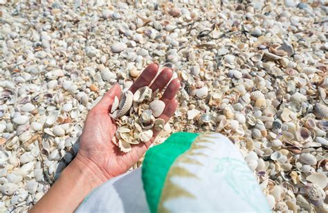 Why The World S Best Shelling Is At The Beaches Of Fort Myers Sanibel La Jolla Mom