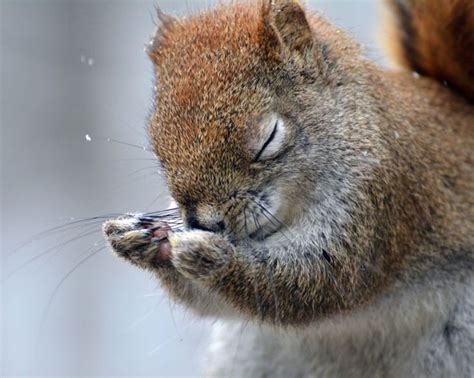 Praying Squirrel Or Give Me Strength ️ Comedy Wildlife Photography