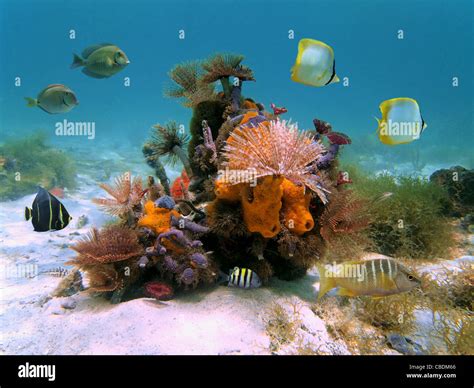 Underwater Colorful Marine Life With Marine Worms Sponges And Tropical
