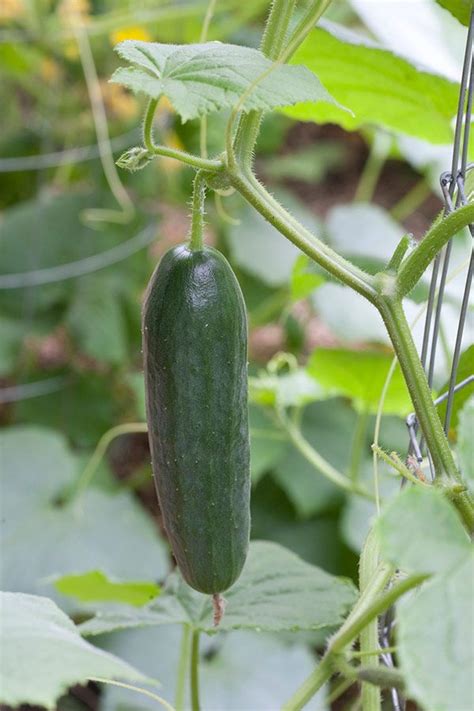 Growing Cucumbers Bonnie Plants Growing Cucumbers Cucumber Plant