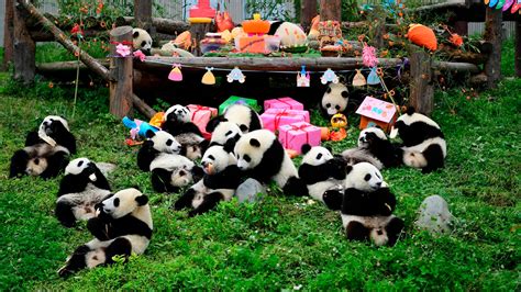 Tiene 24 Años Y El Mejor Empleo Del Mundo Cuidador De Pandas Bebés