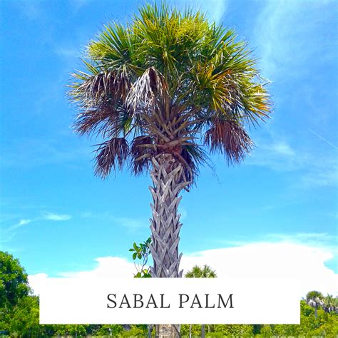 Palm Tree Gallery Paradise Palms