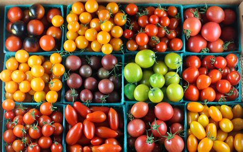 A Good Tomato Crop How To Grow A Large Crop Of Tomato How To Prepare Soil