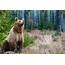 Brown Bear Ursus Arctos In Nature  High Quality Animal Stock Photos