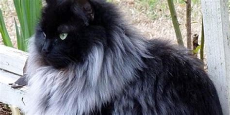 Black Cat Grows Magnificent White Winter Mane Love Meow