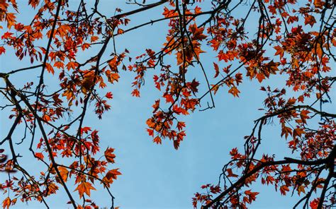 Download Wallpaper 3840x2400 Maple Branches Leaves Tree Sky 4k