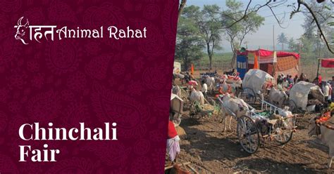 Chinchali Fair Latest News Animal Rahat