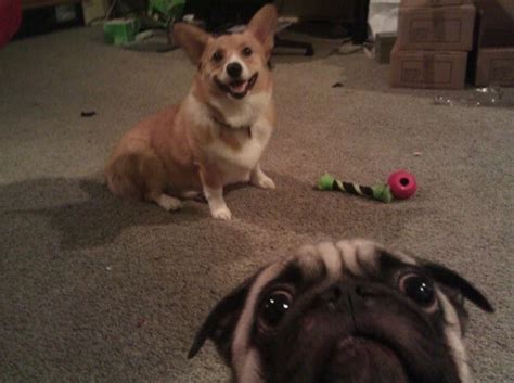 The 36 Greatest Animal Funny Photobombs Of All Time