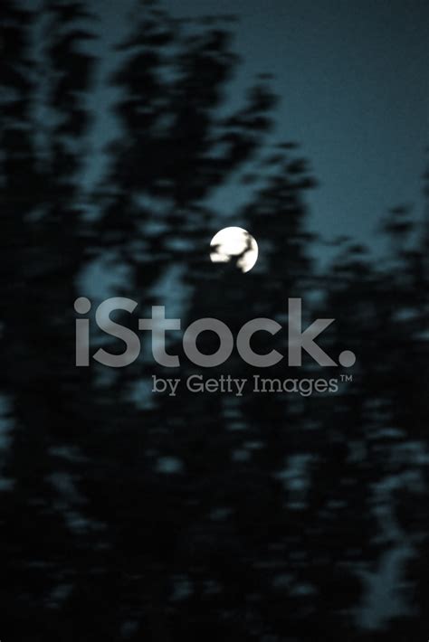 Full Moon Over Trees Stock Photo Royalty Free Freeimages
