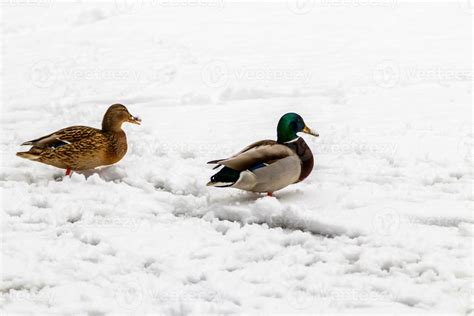 Ducks And Drakes Walk On Snow And On A Frozen Lake 33311910 Stock Photo