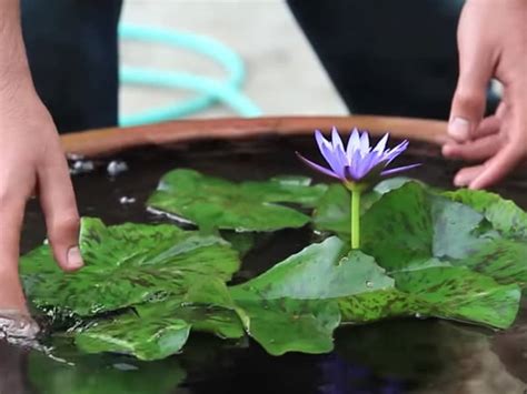 How To Grow Water Lilies