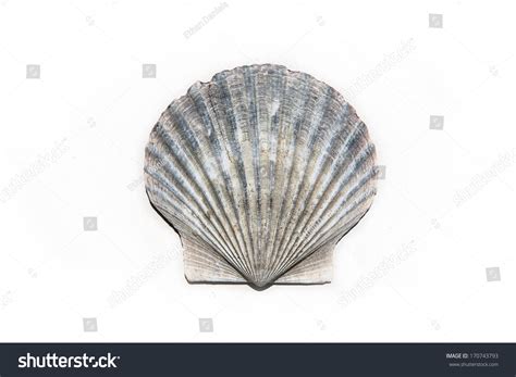 Detail Shell Atlantic Bay Scallop Argopecten Stock Photo 170743793