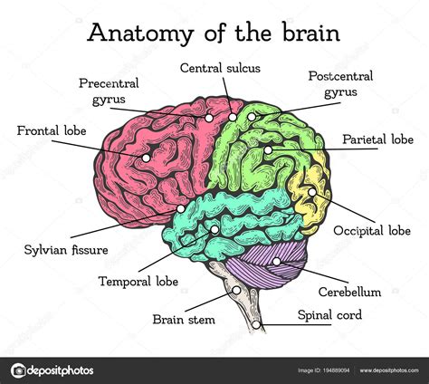 Brain Anatomy Map The Human Brain Diagram Worksheet Therapist