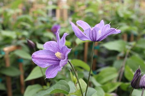 How to create a spruce tip pot: Shop Our Extensive Selection of Blue Clematis Flowers and ...