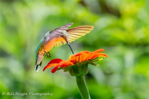 Small Birds Bird Photo Contest Photocrowd Photo Competitions