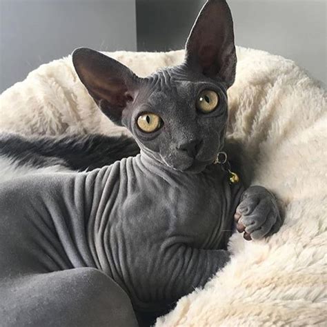 sphynx cats images  pinterest baby kittens cats  sphynx