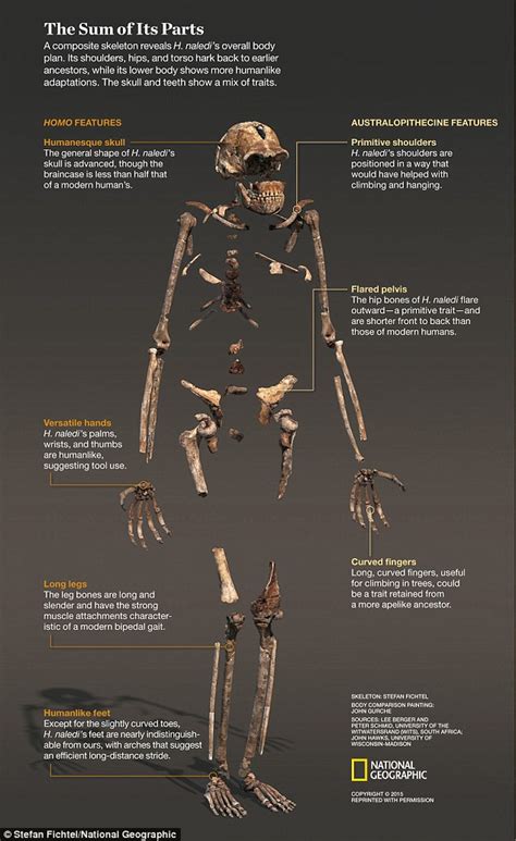 Aufgabe abitur homo naledi / aufgabe abitur homo naledi aufgabe abitur homo naledi 170 human evolution ideas human evolution human evolution die wissenschaftler tauften es deshalb auf den namen homo naledi eine anspielung auf die hohle. Homo Naledi: Will the discovery of a new human ancestor alter our understanding of evolution ...