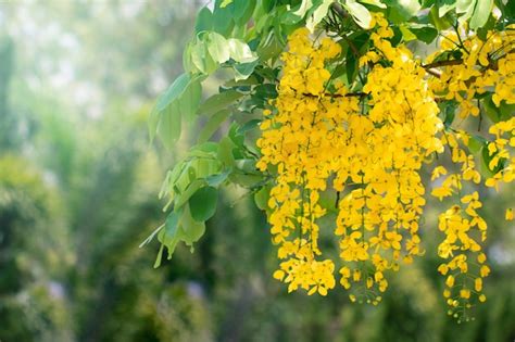 Premium Photo Cassia Fistula Flowers Or Golden Shower Flower With Copy Space For Nature Background