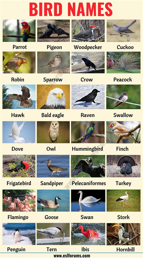 List of animal names with animal pictures in english. List of Animals: A Big Lesson of Animal Names with the ...