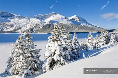 Frozen Bow Lake And Snow Covered Trees By Icefield Parkway Banff