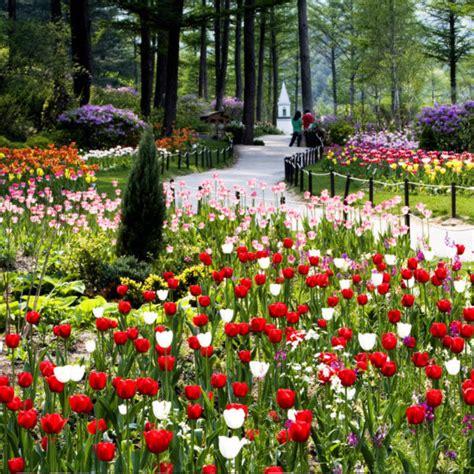 Nami Island Petite France And Garden Of Morning Calm Around Seoul