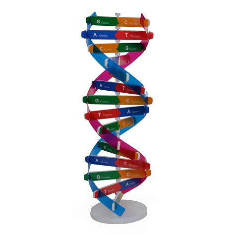 Human Genetic Model Dna Double Helix Diy Biological Science Experiment