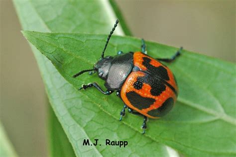 Bugs In Orange And Black I Milkweed Leaf Beetle Labidomera