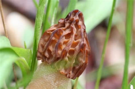 Morchella semilibera | Western Pennsylvania Mushroom Club