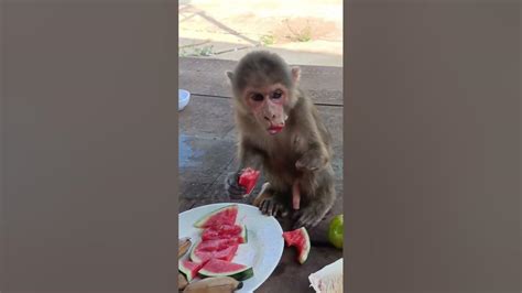 The Most Gluttonous Monkeysmonkey Baby Hihi Youtube