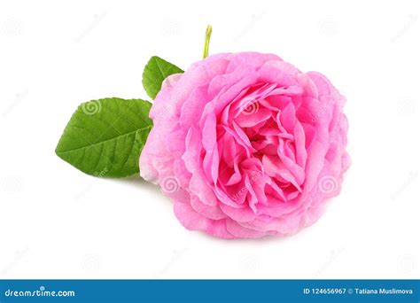 Pink Rose Flowers Isolated On White Background Stock Image Image Of