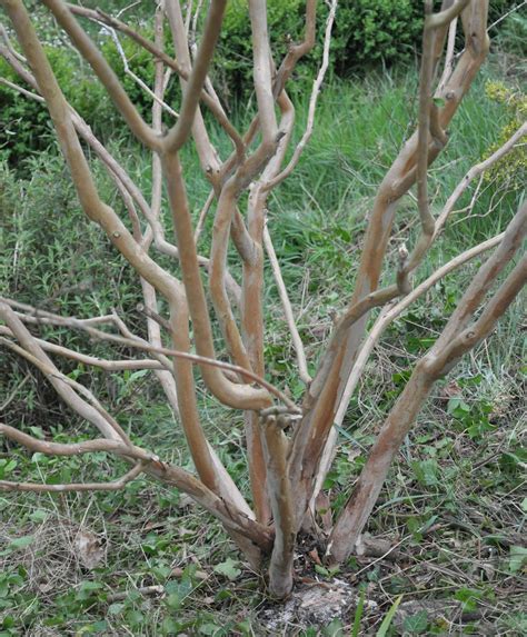identification - What is the shrubs which loses its brown bark every year? - Gardening 