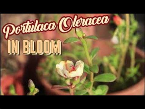 Download mp3 gratis ▶ bunga ros download lagu bunga ros dan streaming kumpulan lagu bunga ros mp3 terbaru gratis dan mudah dinikmati and full album. Portulaca Oleracea (Bunga Ros Jepun) in bloom - YouTube