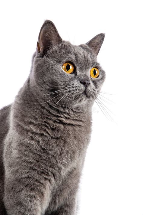 British Shorthair Female Cat Stock Photo Image Of Shorthair Sitting