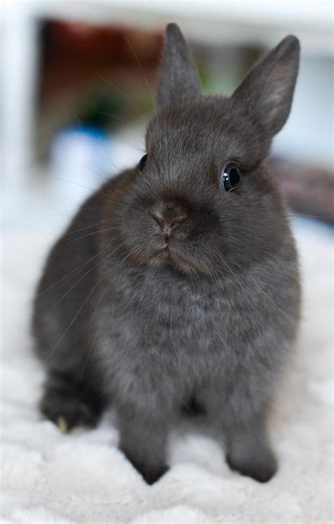 Charcoal Grey Bunny Bunny Pictures Cute Animal Pictures Cute Babies