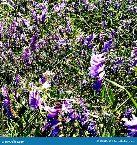 Violet Flower On A Field Stock Photo Image Of Wildflower 188546456