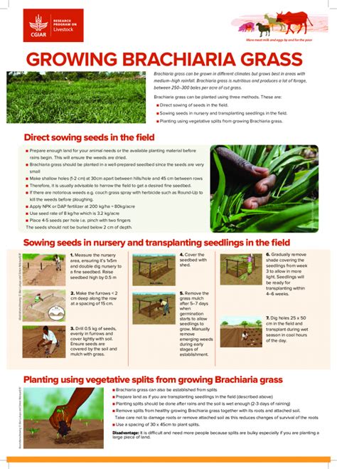 Growing Brachiaria Grass Cgiar Research Program On Livestock