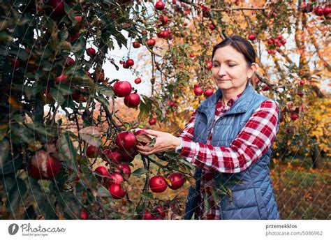 Woman Picking Ripe Apples On Farm Farmer Grabbing Apples From Tree In