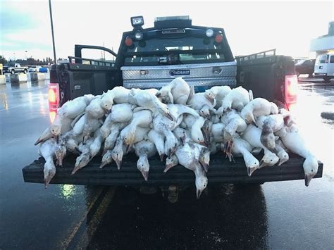 Dozens Of Geese Fall From The Sky During A Severe Hail And