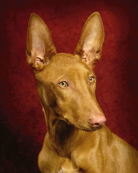 Pharaoh Hound Dogs Breed Information Omlet