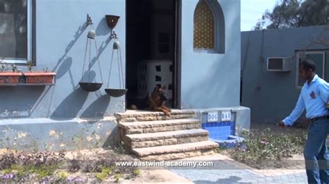 German Shepherd Cairo Egypt Dog Trainers Youtube