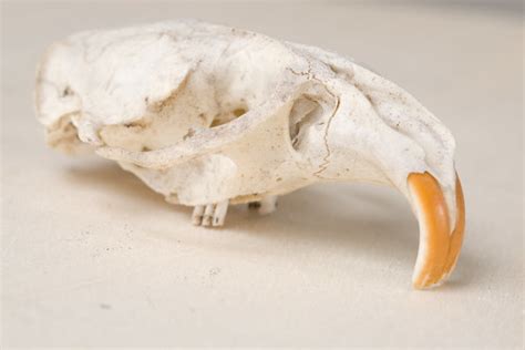 Rodent Skull From My Cabinet Of Curiosities Obviously A R Flickr