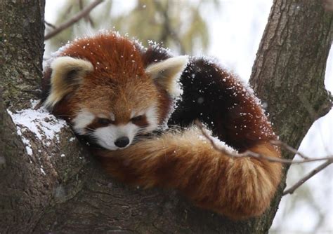 17 Reasons Red Pandas Are Earth Shatteringly Cute Cute Funny Animals
