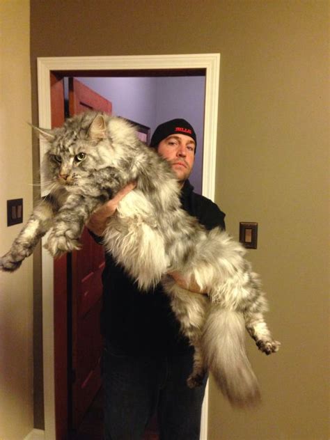 Largest Breed Of Domestic Cat Maine Coon Cat Meme Stock Pictures And